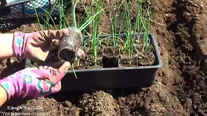 Урожайная земля лук порей. Урожайный огород лук. Урожайный огород с татьяной щедриной. Урожайный огород лук. Урожайный огород лук.