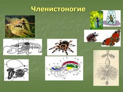 Членистоногие в системе животных