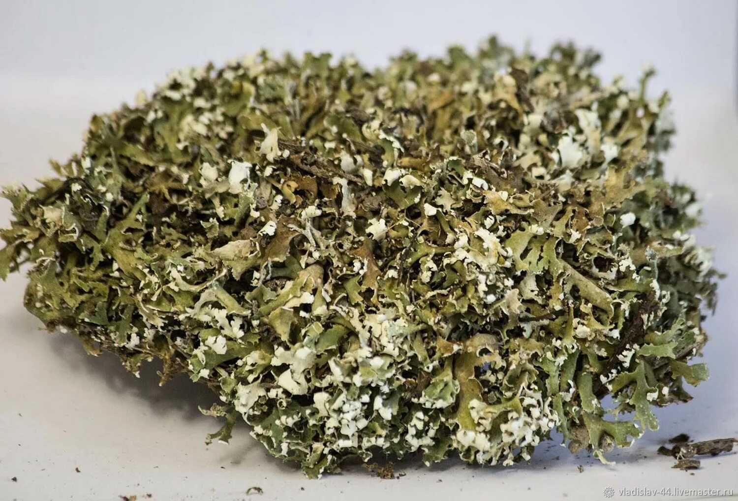 исландский мох на тальнике. сухой исландский мох. цетрария исландская, исландский мох. исландский мох (цетрария). исландский мох (цетрария).