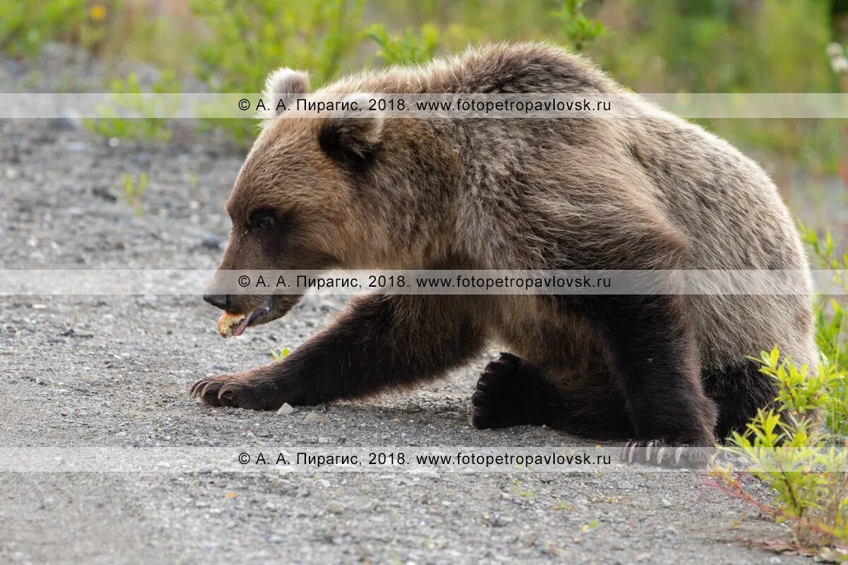 Описание фотографии камчатский бурый медведь