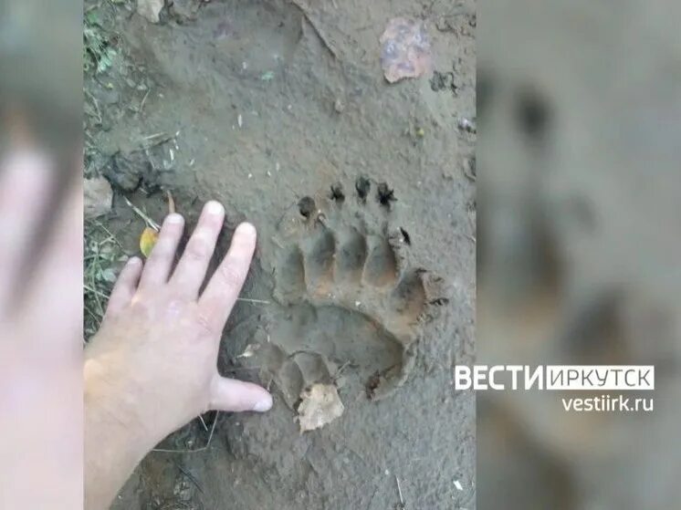 Следы медведя на песке - 55 фото