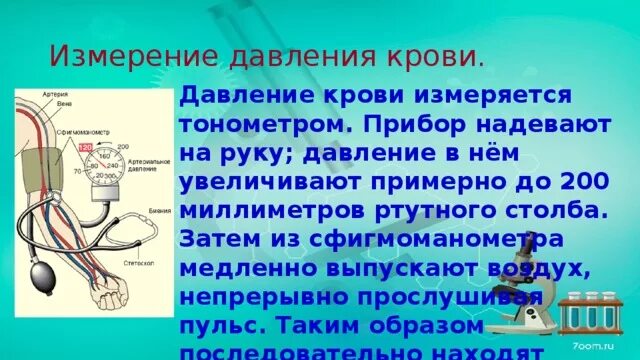 Измерение артериального давления биология 8 класс. Давление крови. Давление крови и его измерение. Давление на сосудистую систему. Величина артериального давления в артериях