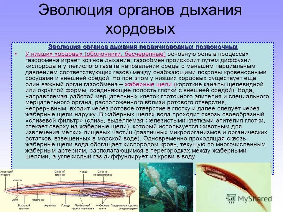 Почему легочное дыхание на суше перспективнее жаберного