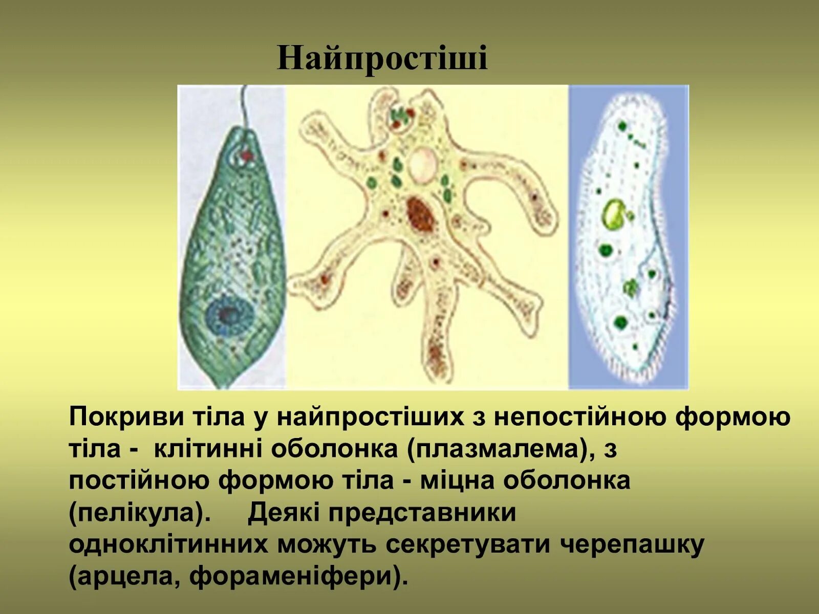 Кто был после простейших. Одноклеточные организмы. Представители одноклеточных животных. Покровы одноклеточных. Покров тела одноклеточных животных.