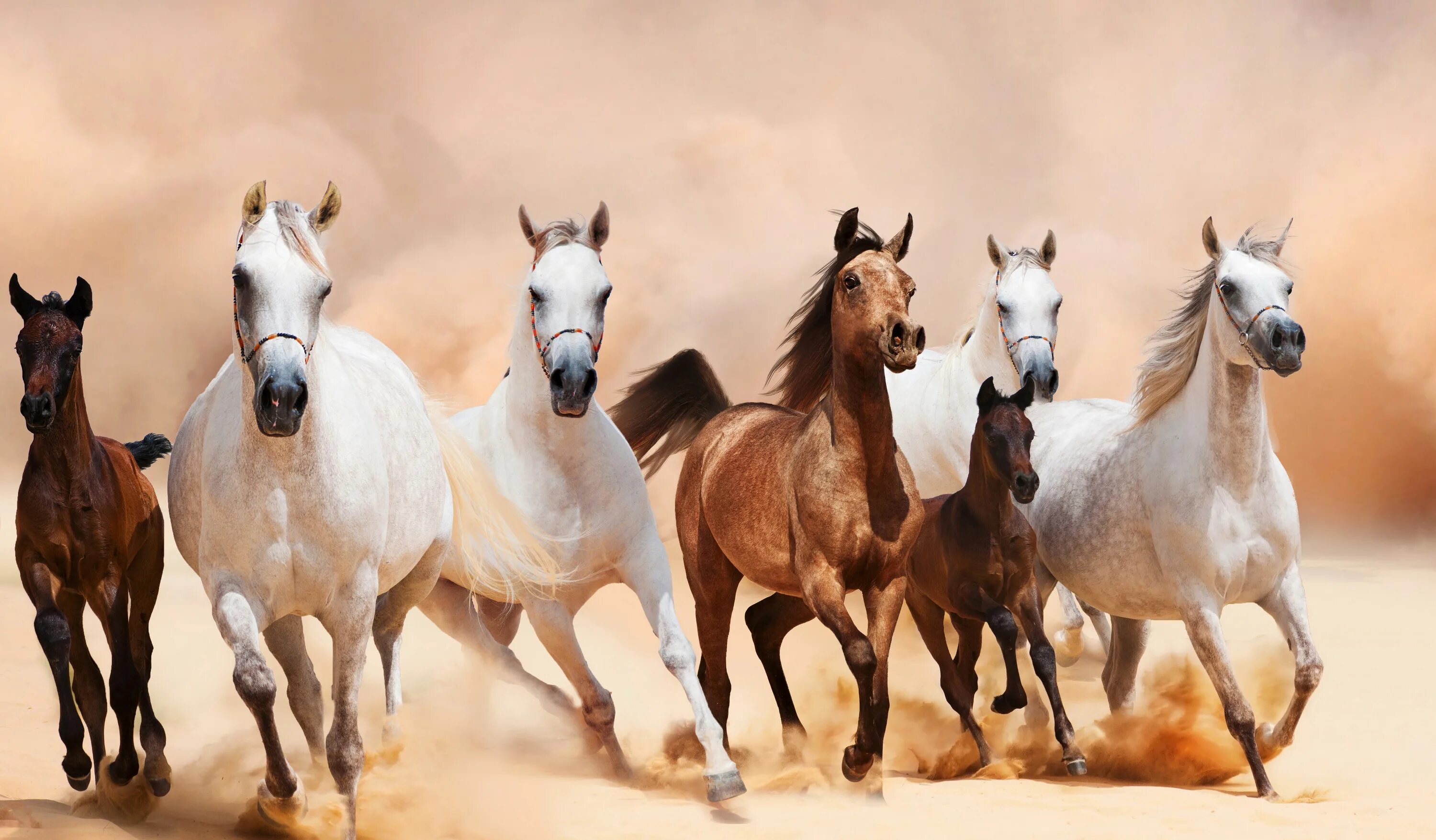Конь скачет. Табун красивых лошадей. Гнедой мустанг. Лошади на рабочий стол. Пыль от коней.