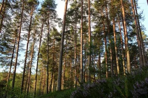 В бору или на бору