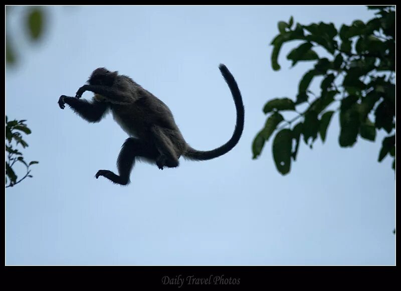 Убегающая обезьяна. Обезьяна прыгает. Обезьяна на ветке. Летающая обезьяна. Обезьяна бежит.
