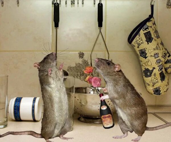 Pin by Raven Nyx MjW on Adorable Pet Rats Cute rats, Pet rats, Cute animals