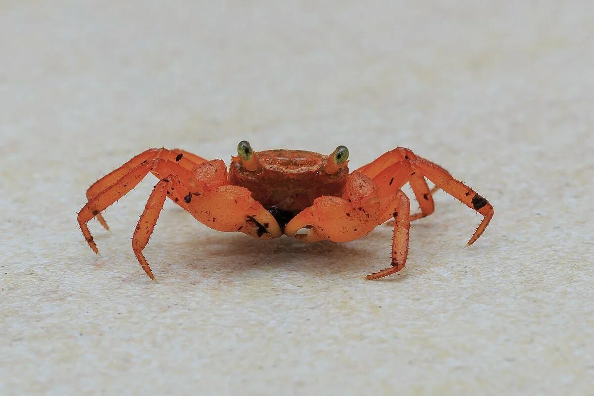 Поза краба. Краб-вампир (Geosesarma Dennerle). Крабы Geosesarma. Краб геосесарма ред. Crab Tomato краб Geosesarma.