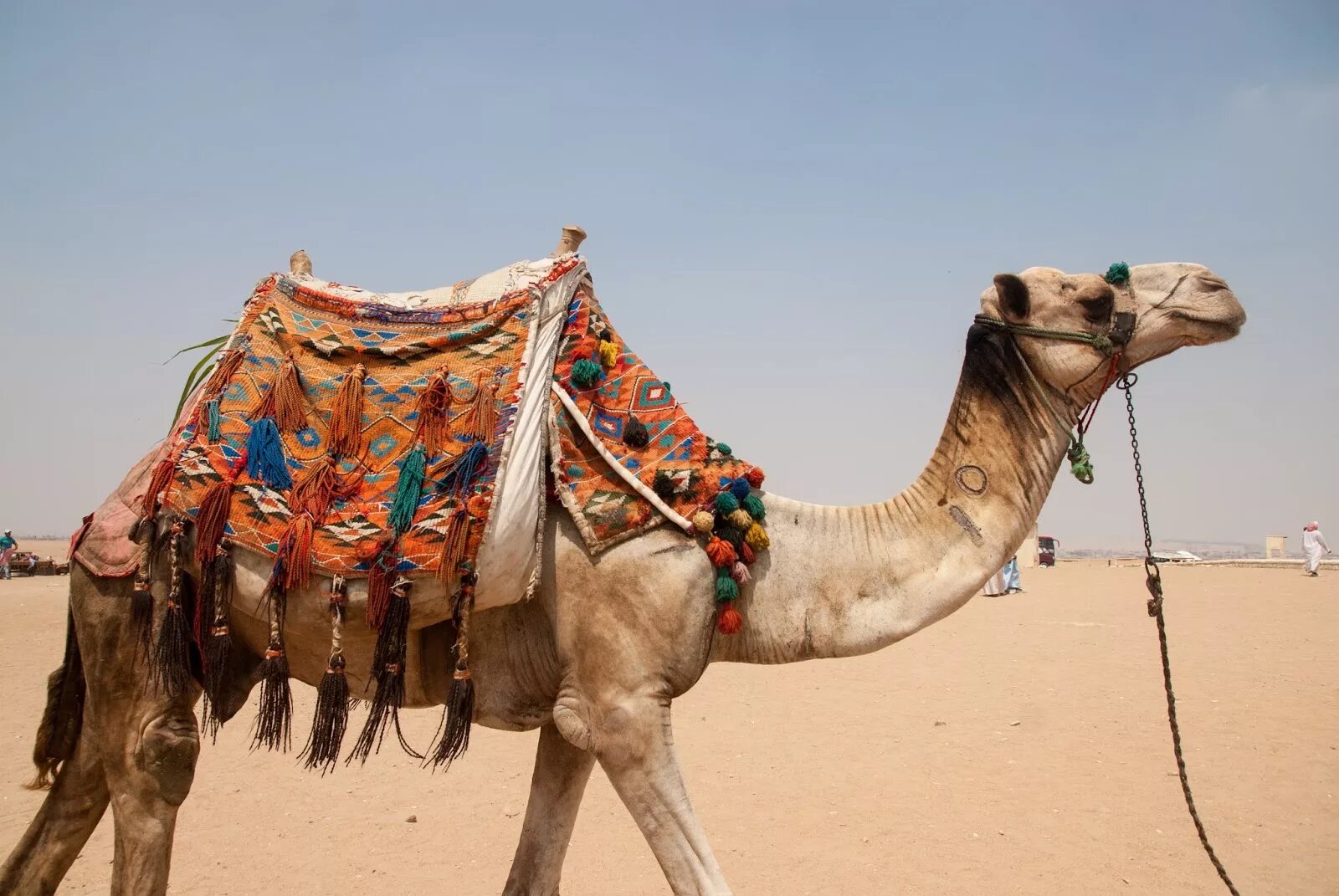 верблюды в египте. верблюд бактриан египет. сколько верблюдов в египте. хургада верблюд. лилиленд египет хургада.