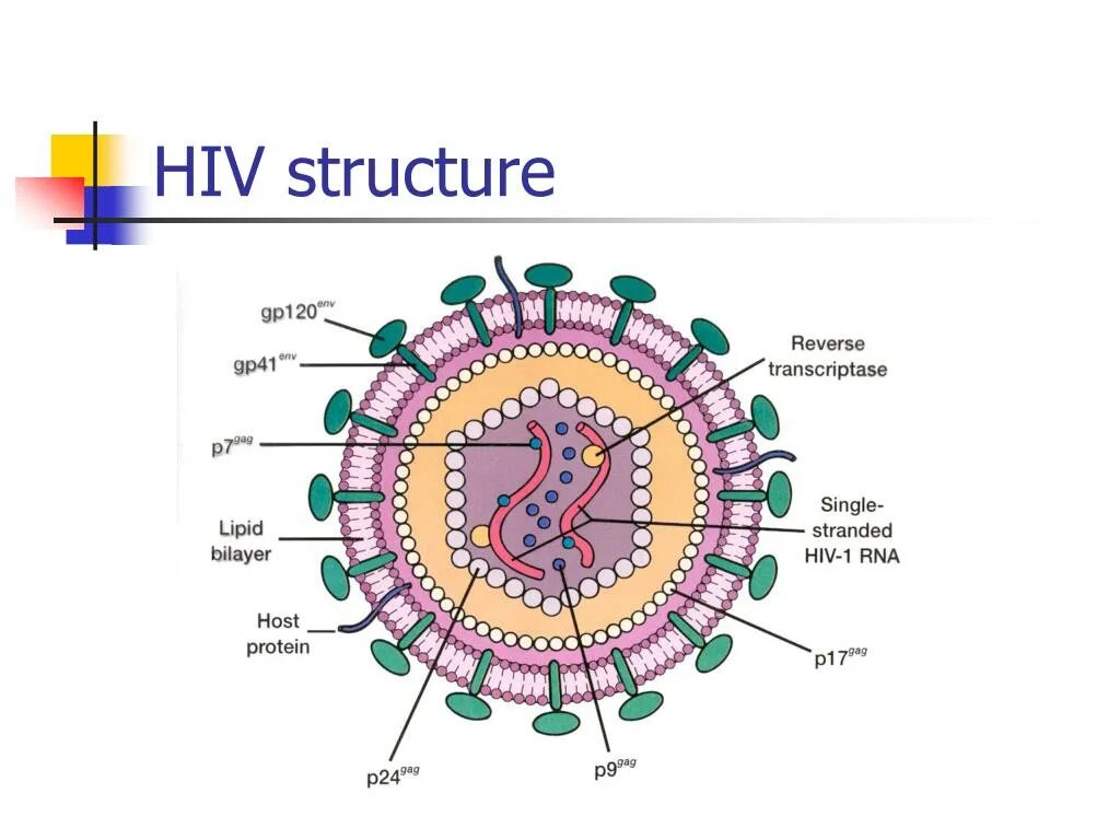 HIV virus structure. Вирус ВИЧ 1. HIV Genome. HIV-вирусы (лентивирусы). Human immunodeficiency virus