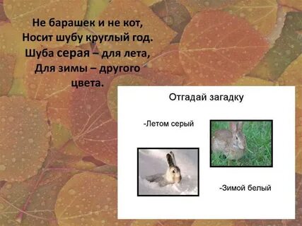 Летом шубу надевает а зимой ее