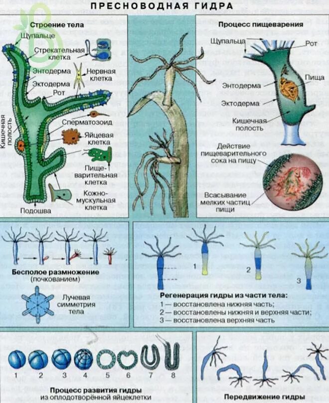 Гидра Пресноводная строение клетки. Схема внутреннего строения гидры. Гидра Пресноводная строение. Клеточное строение гидры пресноводной. Передвижение многоклеточных