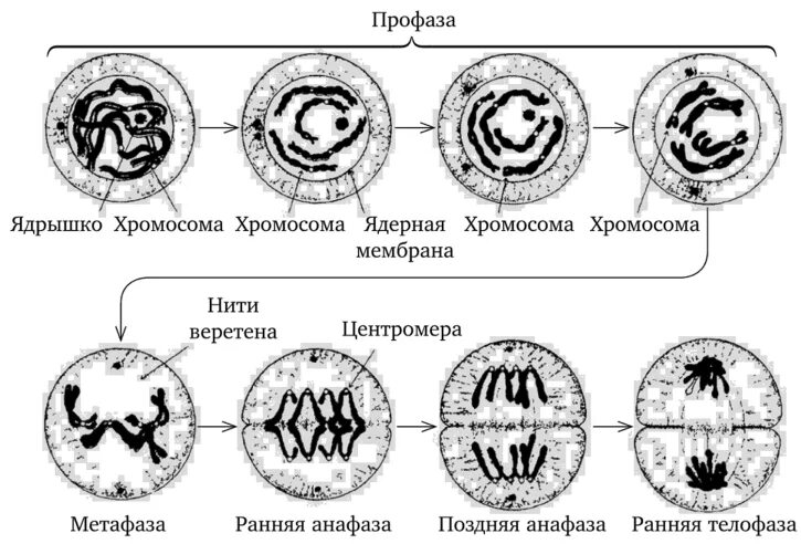 Ранняя профаза митоза. Ранняя профаза поздняя профаза. События стадии поздней профазы. Поздняя профаза митоза микроскоп. Установите последовательность изменений происходящих с хромосомами