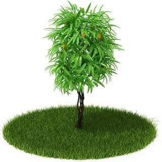 Max plant