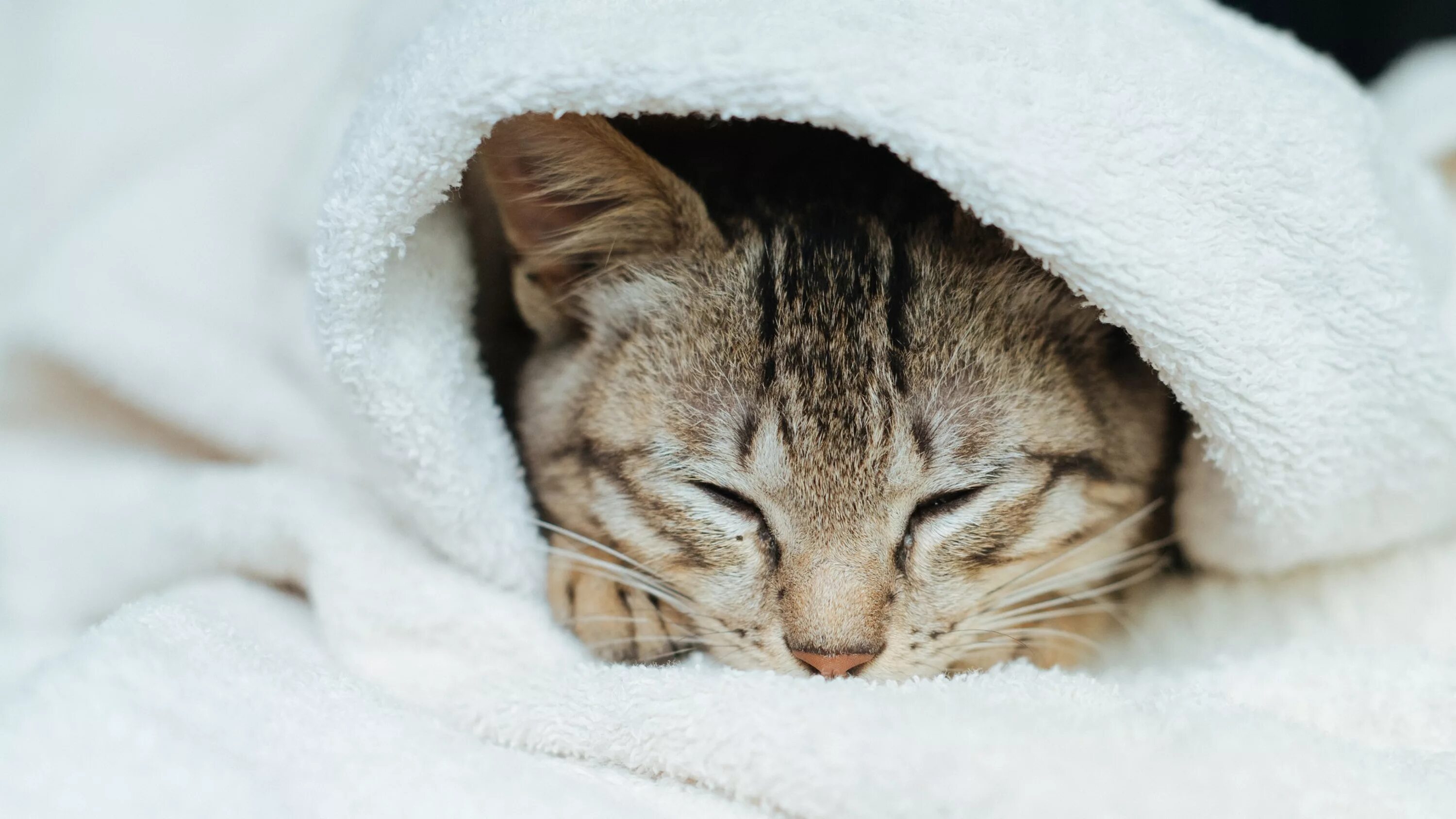 Кот прячет нос. Спящий кот. спящие котики. сонный котик.