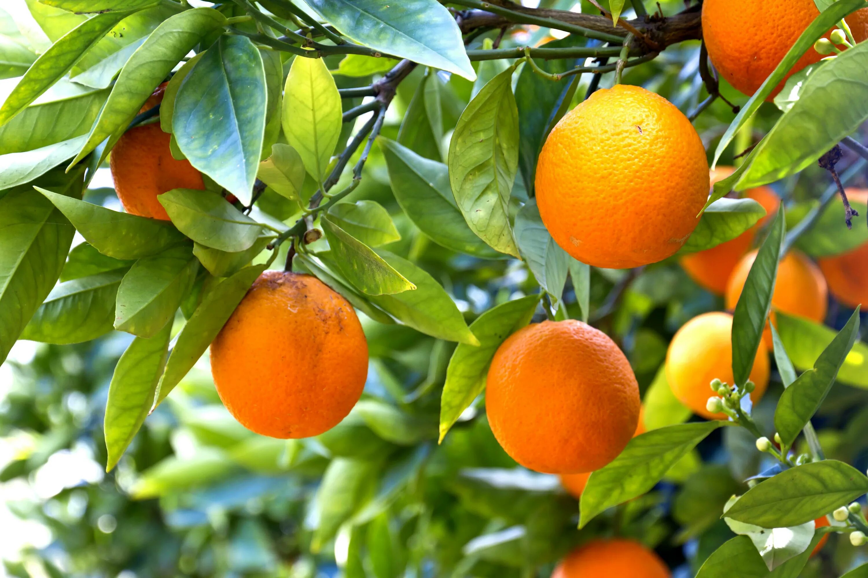 Апельсин (Citrus sinensis). Померанец. Мандарин померанец. Апельсин Citrus sinensis Arancio. Апельсин фрукт или ягода