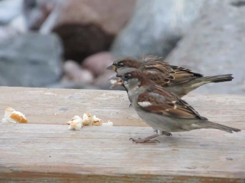Щавель обыкновенный rumex acetosa. Воробьиная гора апатиты. Красная книга ставропольского края сычик воробей. Анпилов а. Сова воробьиный сыч.