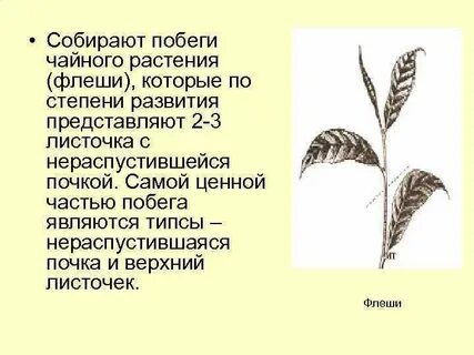 Цветок является побегом