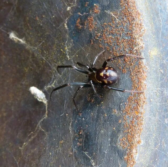 Steatoda grossa паук. Стеатода Гросса паук черная. Паук стеатода ложная вдова. Ложная черная вдова стеатода. Ложная вдова