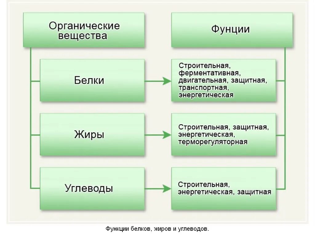 Роль производителей органических. Питательные вещества белки жиры углеводы схема. Функции питательных веществ. Питательные вещества белки жиры углеводы таблица. Функции белков жиров углеводов схема.