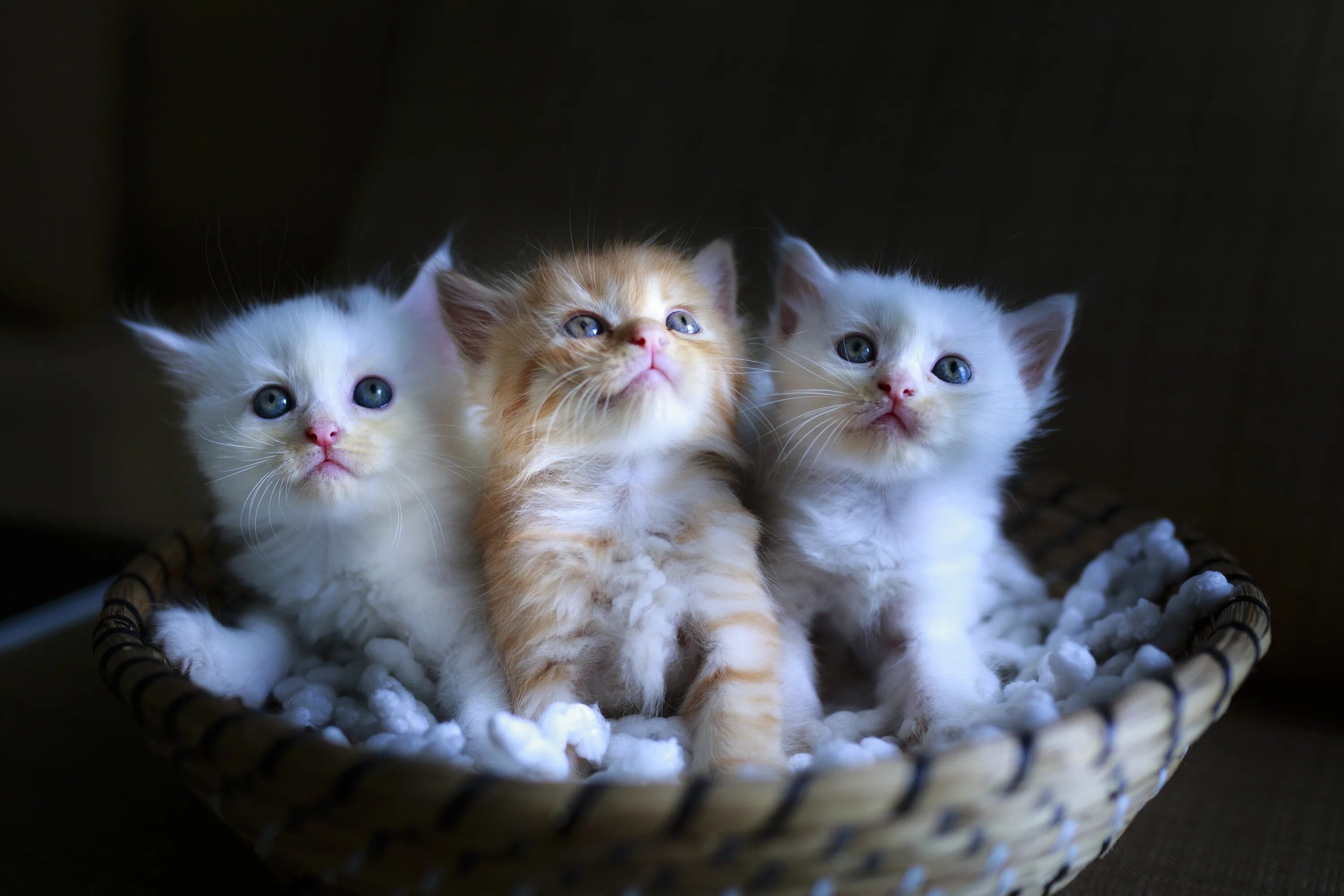 Милые котята. Маленькие котята пушистые. Милые кошечки. Красивые пушистые котята. Кошка красивая маленькая