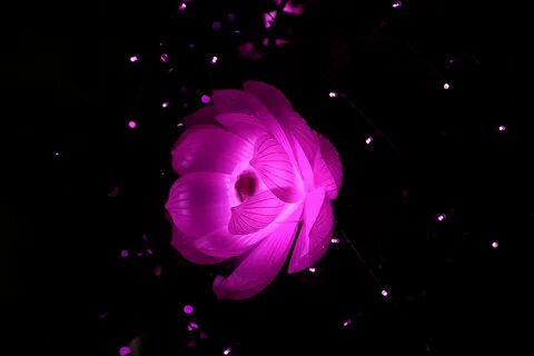 Flower light