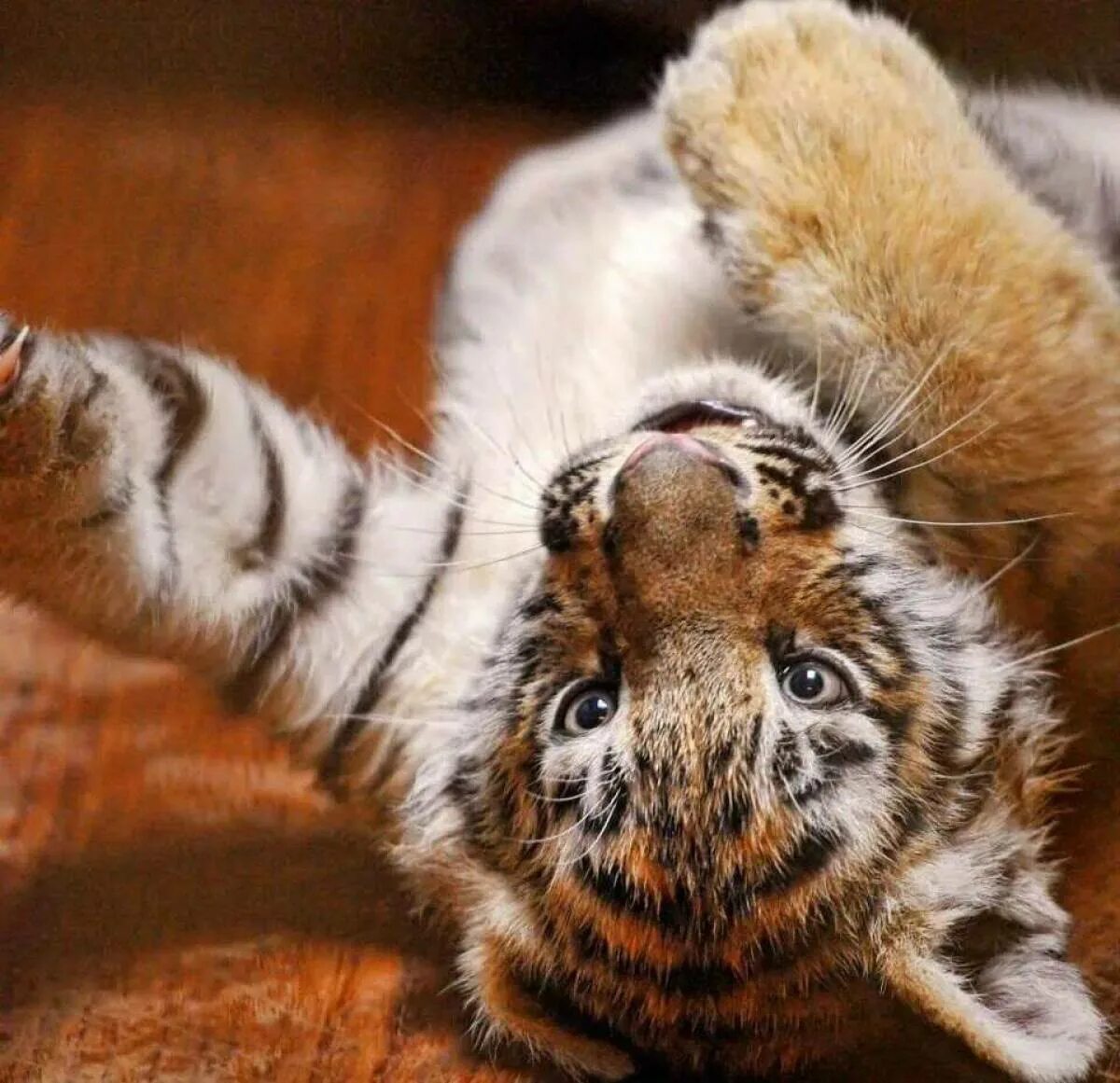 Тигруша. Милые тигрята. Маленький Тигренок. Маленький тигр. Пушистый Тигренок.