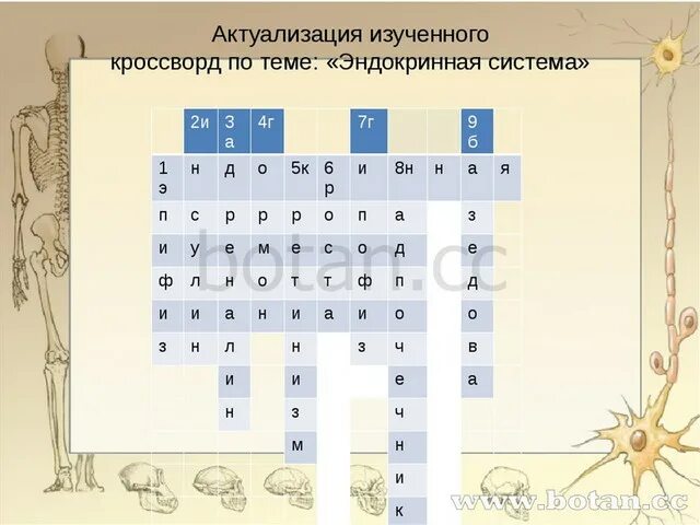 Кроссворд по нервной системе 8 класс. Кроссворд на тему эндокринная система. кроссворд по эндокринной системе. кроссворд по теме эндокринная система. кроссворд на тему выделительная система.