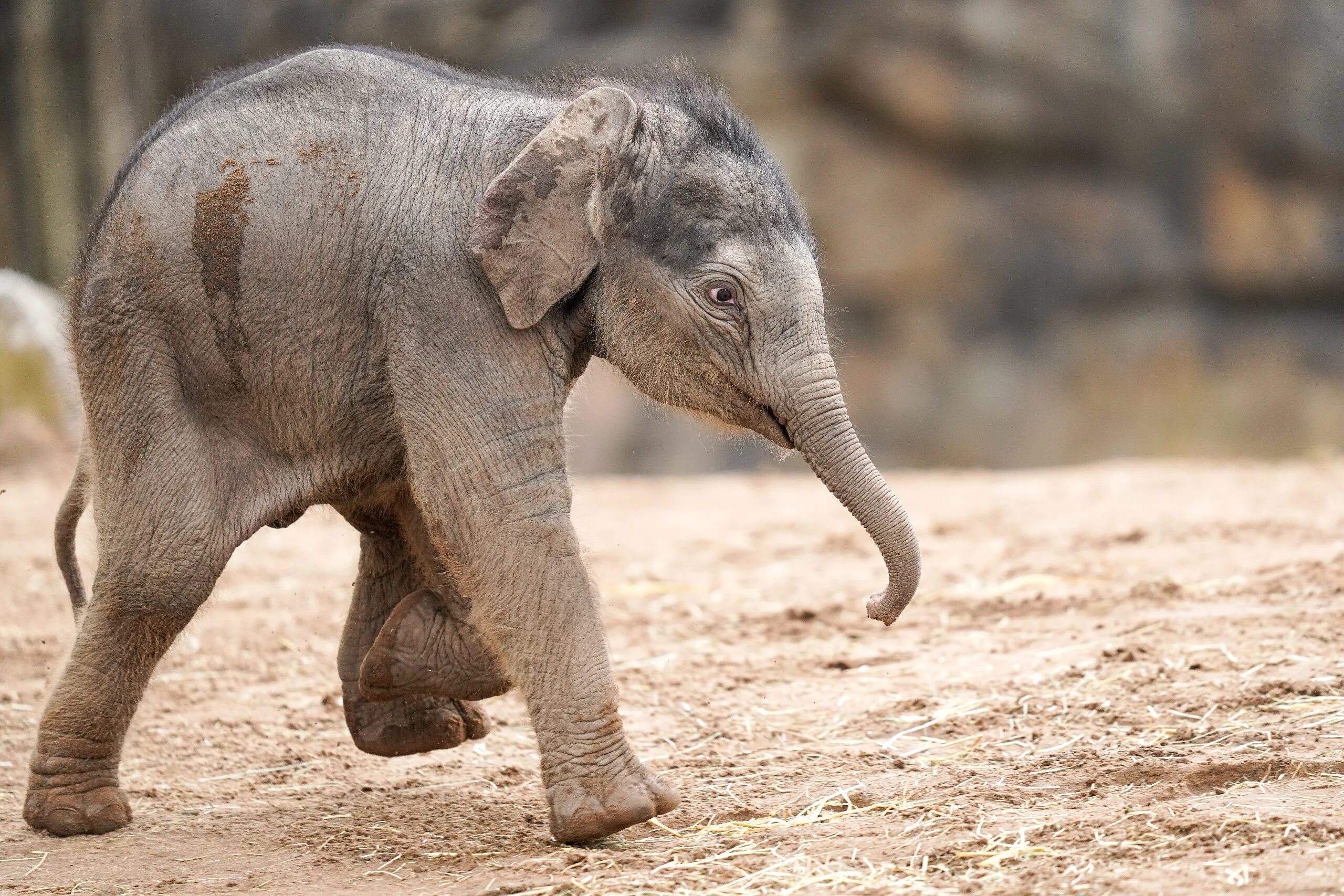 Африканский саванный слон. Слон рисунок. Слоненок. Слон. Животные детям слон.
