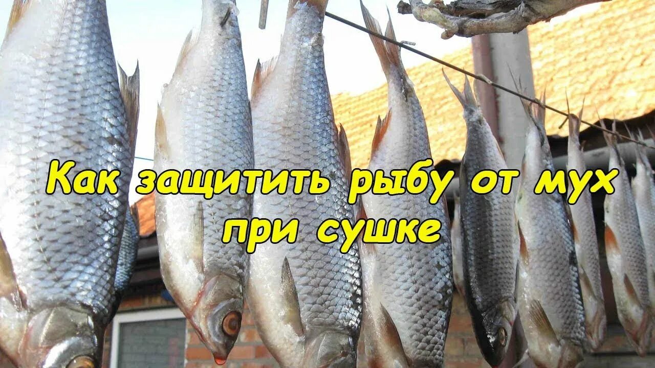 Сушка плотвы. Таранка Живая. Вяленая рыба. Рыба таранка сушится. Вобла сушится.