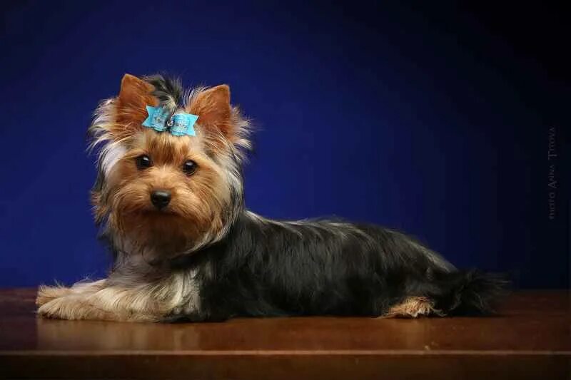 йоркширский терьер 7 месяцев. йоркширский терьер светлый. йоркширский терьер 6 месяцев. щенки йорка 3 месяца лучшие представители. йоркширский терьер американский стандарт.