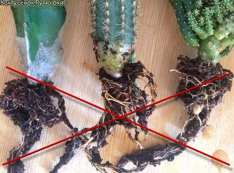 корень подсолнечника строение. подсолнечник корень. какие органы есть у подсолнечника. корневая система подсолнуха. корневая система подсолнуха.