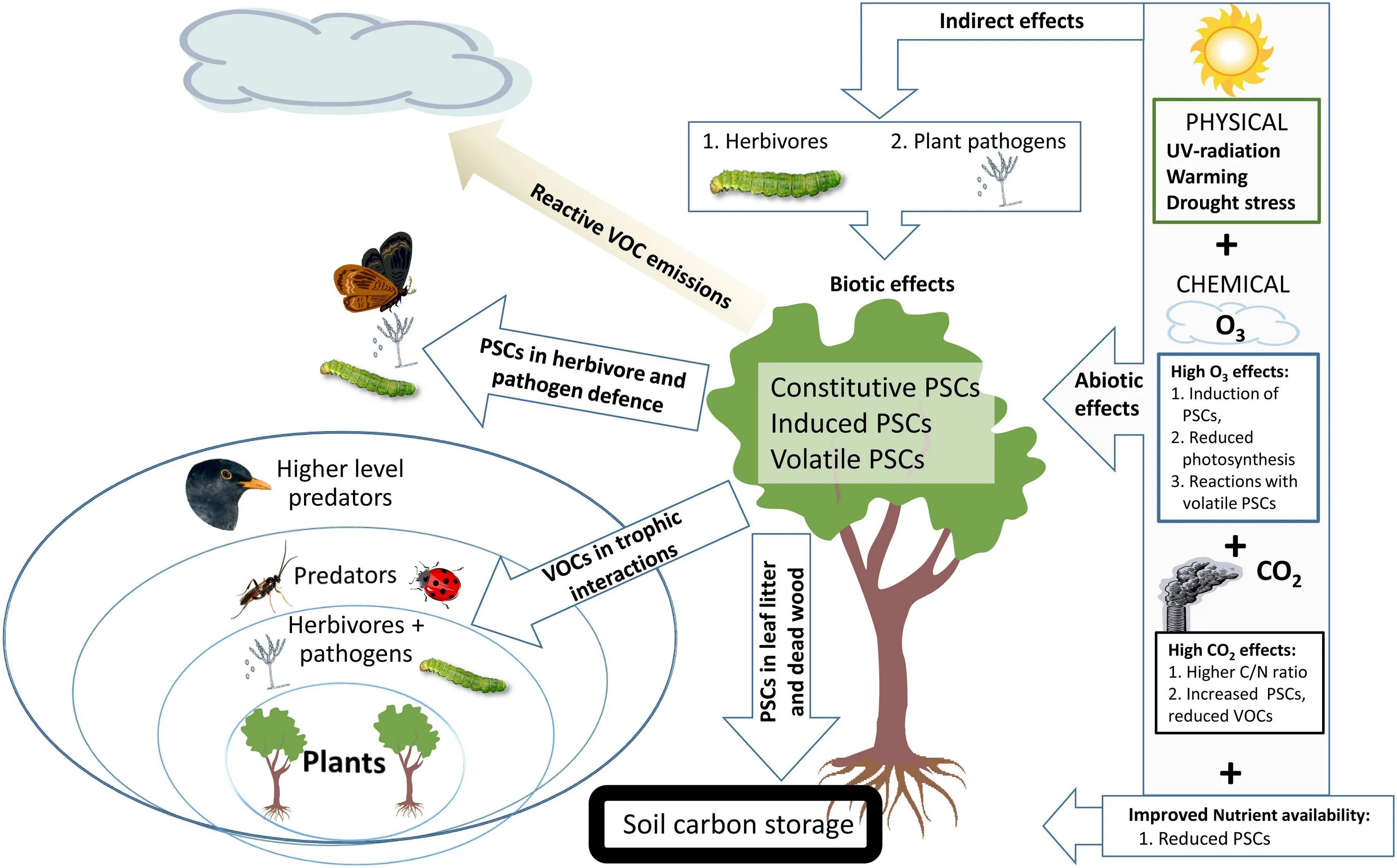 Экосистема леса. Biotic and abiotic Factors. The role of Plants in the ecosystem. Биотик типы экология. Effect plants