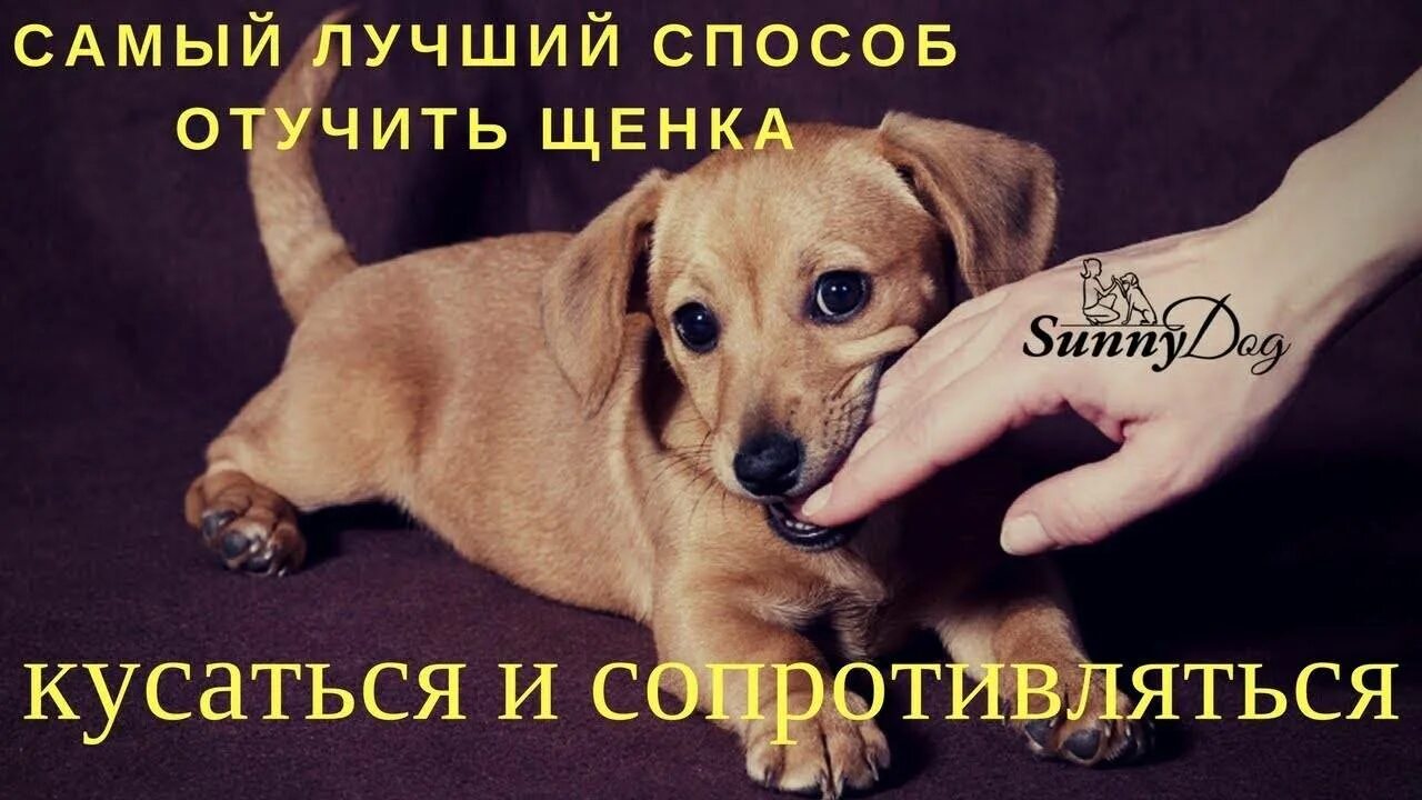 Как отучить щенка кусаться в 3 месяца. Отучить щенка кусаться. щенок кусает руки как отучить. как научить щенка не кусаться. отучить щенка кусать за ноги.