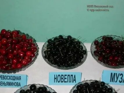 Сорт вишни маяк отзывы