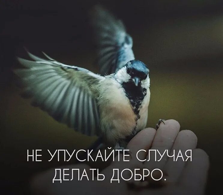 Помогают верить в добро. Не упускайте случая делать добро. цитаты про добро. верьте в добро цитаты. добрые цитаты.