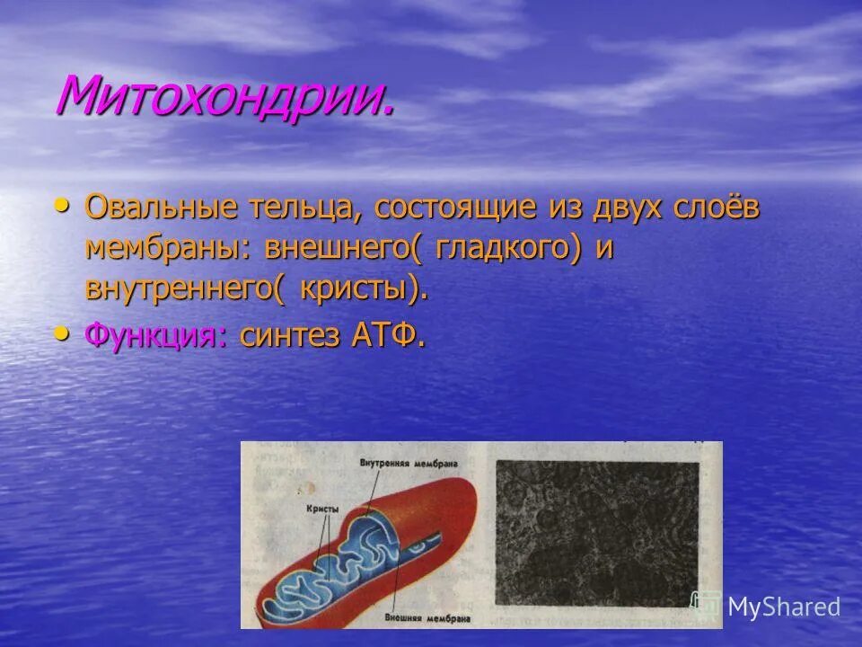Содержится овальные тельца. Небольшие овальные тельца. Хлоропласты содержатся в клетках. Растения в отличие от организмов других царств синтезируют. Строение лизосомы животной клетки.