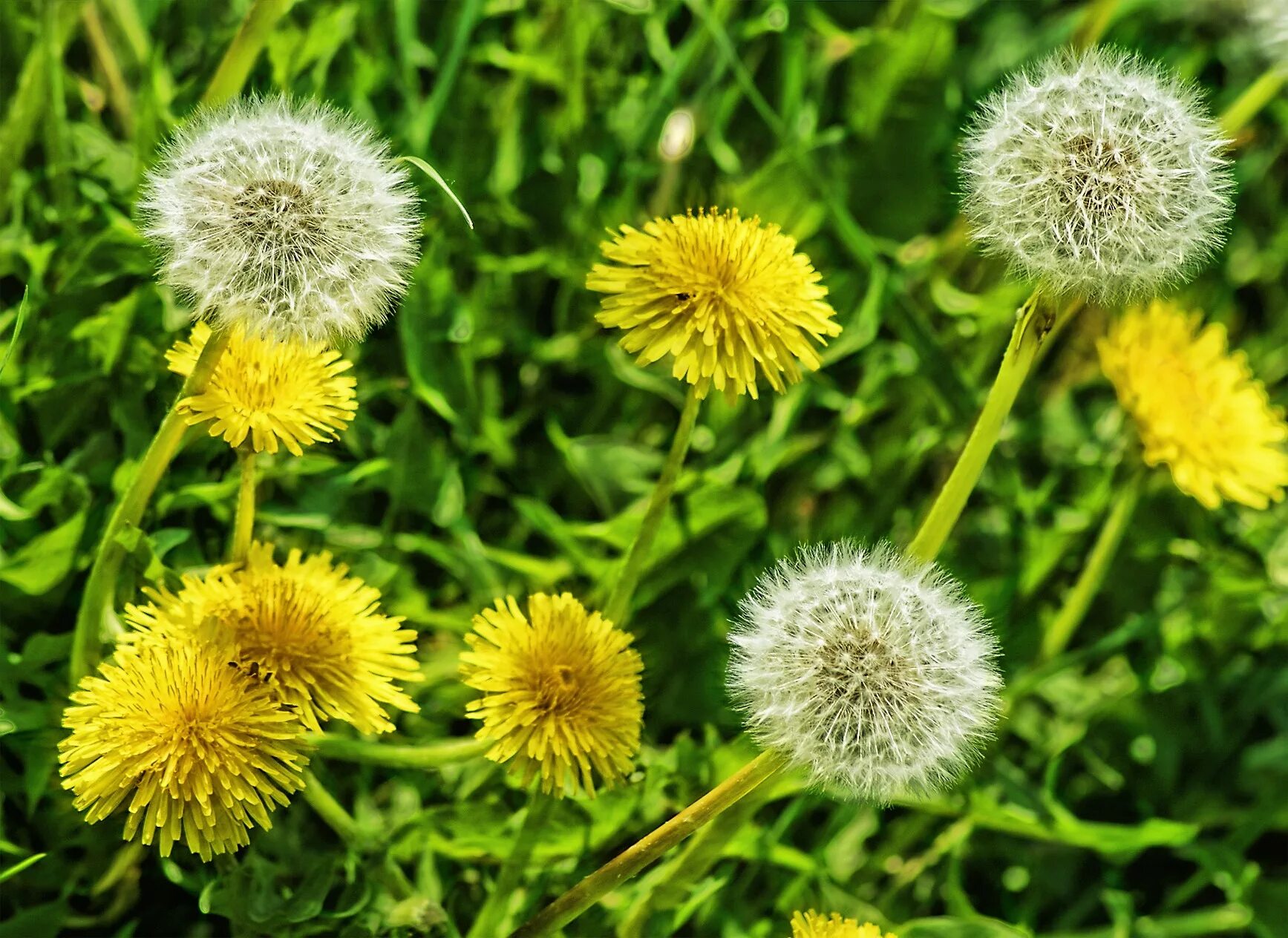 Одуванчик лекарственный – Taraxacum officinale. Тянь-Шанский одуванчик. Одуванчик новокамчатский. Одуванчик полевой обыкновенный. От чего помогают цветки одуванчика