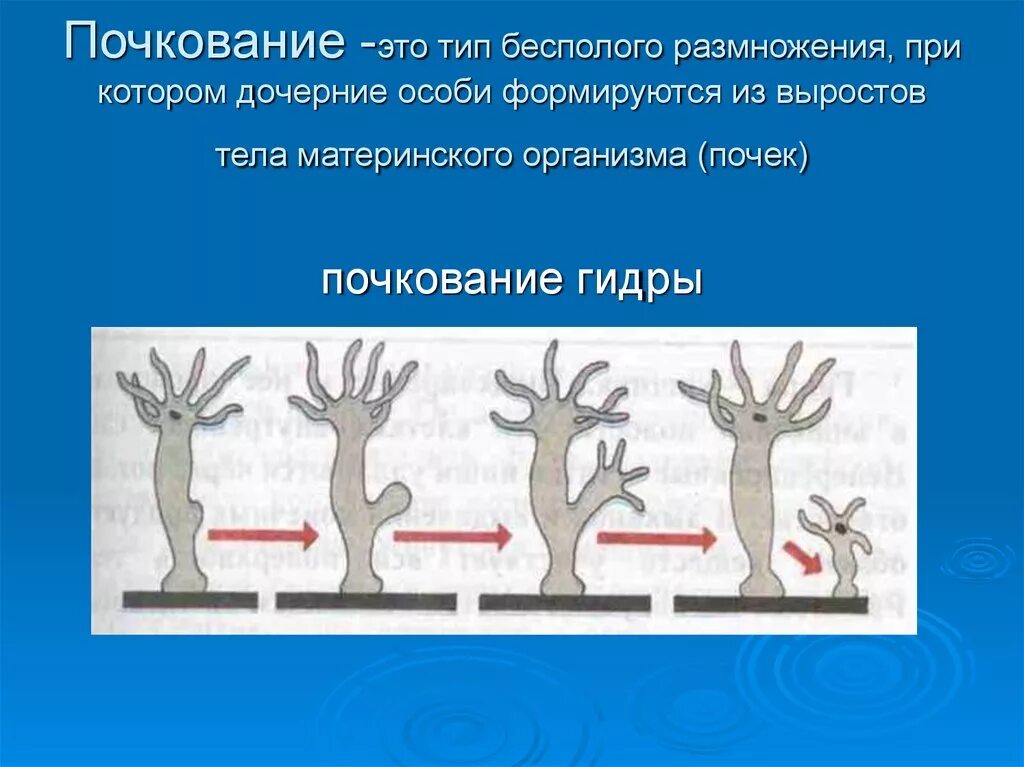 Размножение виды gjxrjdfybt. Схема процесса почкования бесполое размножение. Почкованием размножаются. Размножение путём почкования. Размножаться и е