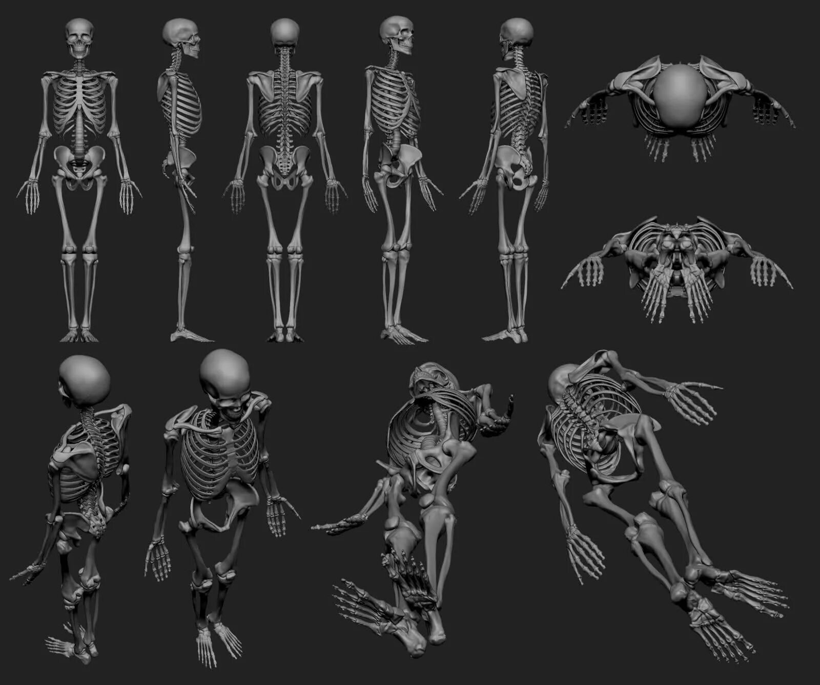 Анатомия тела референс скелет. Анатомия скелета человека референс. Скелет кости референс. Анатомия человека скелет реверенсы.