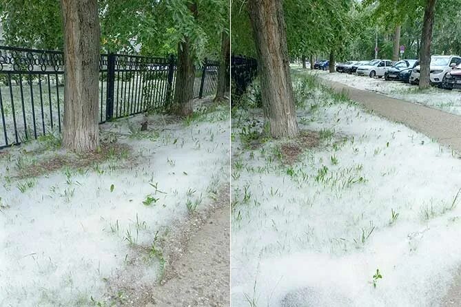 Снег летом. Тополиный пух снег. Лето тополиный пух. Тополь пух. Лето тополиный пух.