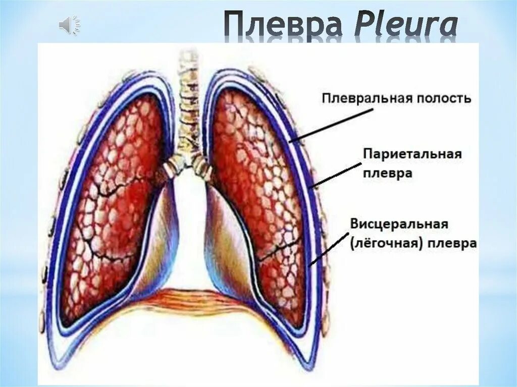 Правая плевральная полость. Строение легких легочная плевра. Плевральная полость легкого анатомия. Париетальная плевра левого легкого. Ларистальная плевра легкого анатомия.