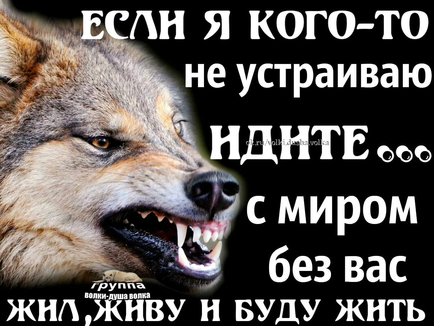Иди лесом выражение. Если я кого-то не устраиваю цитаты. кого не устраиваю идите. если я вас не устраиваю найдите лучше. если вас что то не устраивает во мне.