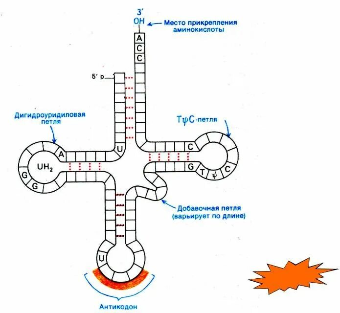 Строение т рнк. Строение трнк схема. транспортная рнк схема. структурная формула трнк. схема строения молекулы транспортной рнк рис 40.
