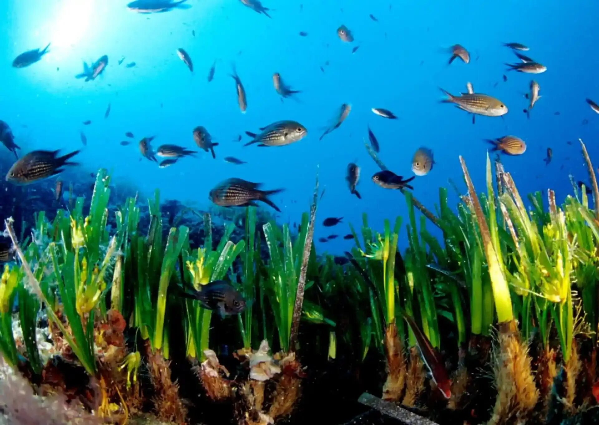 Разнообразие организмов водной среды. Посейдония водоросли. Морская трава Посейдония индийский океан. Посейдония океаническая.