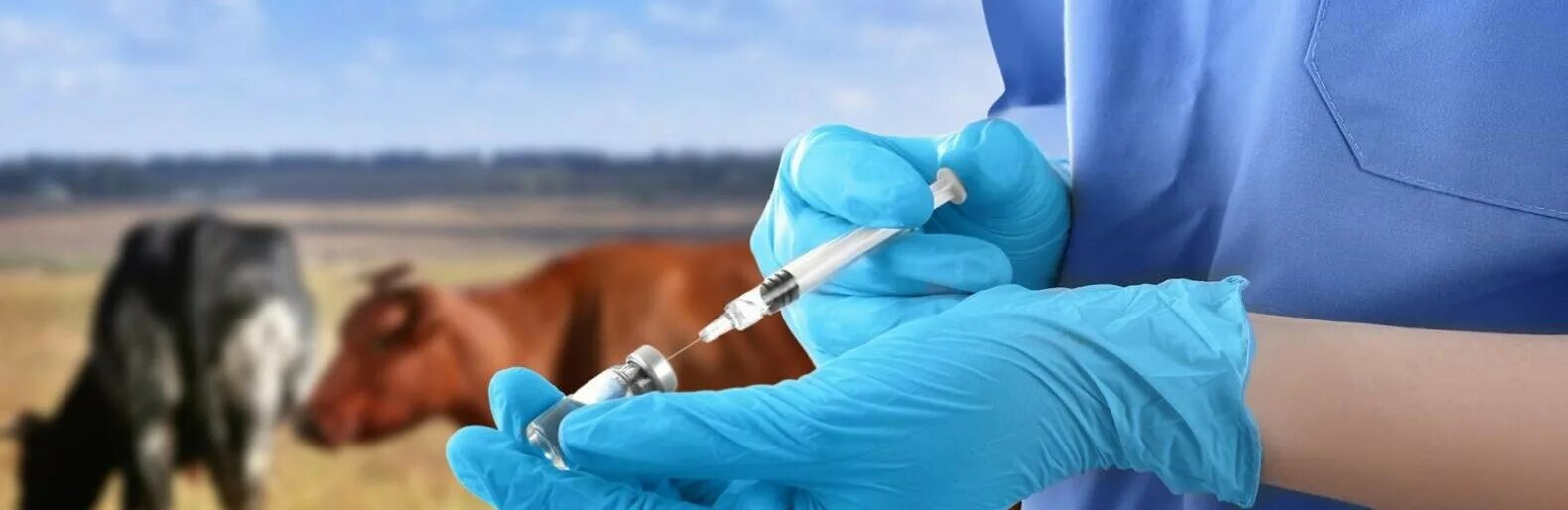 Вакцина от бешенства ученый. Вакцинация животных. Прививка животных.