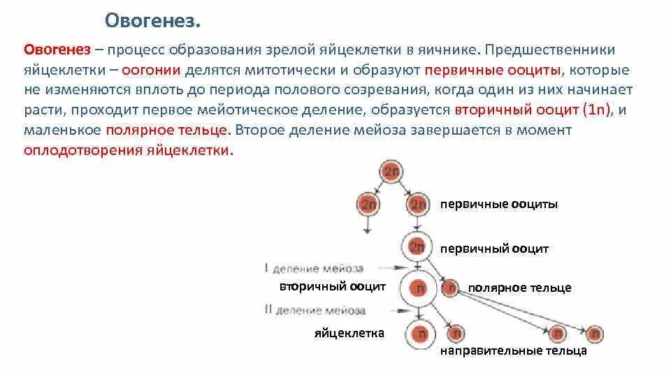 Процесс образования женских половых. Овогенез мейоз. этапы образования яйцеклетки. яйцеклетка схема овогенеза. овогенез оогоний.