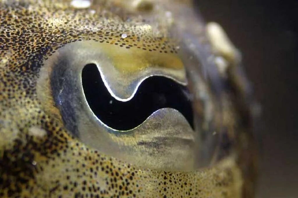 Can You Guess The Animal From Its Eyeball Eye close up, Octopus eyes, Eye photo