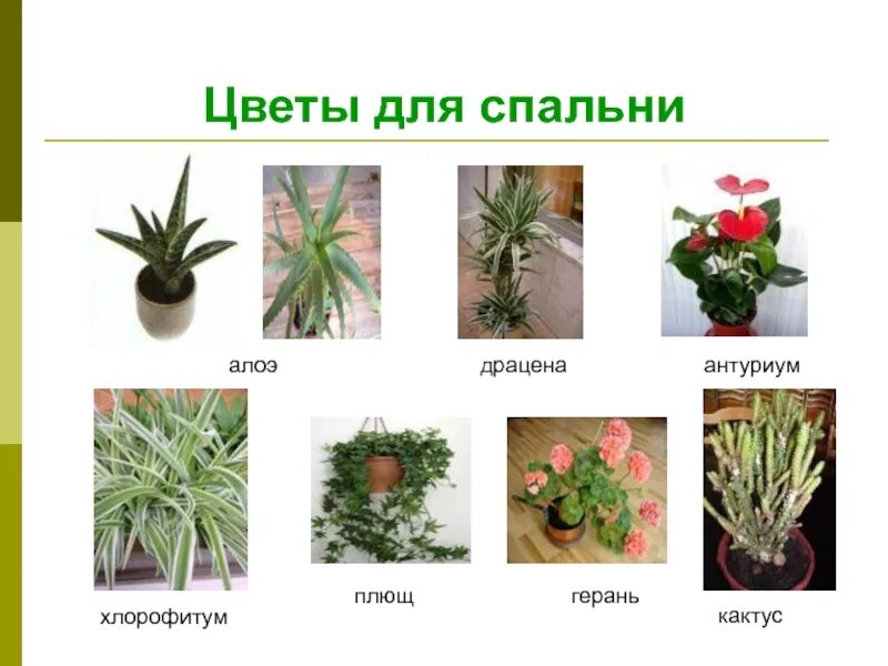 Комнатные растения и их значение. Традесканция хлорофитум. кактус и герань комнатные растения. сансевьера с традесканцией. названия комнатных цветов с картинками.